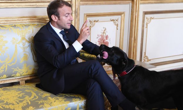 Macron -Nemo -Labrador