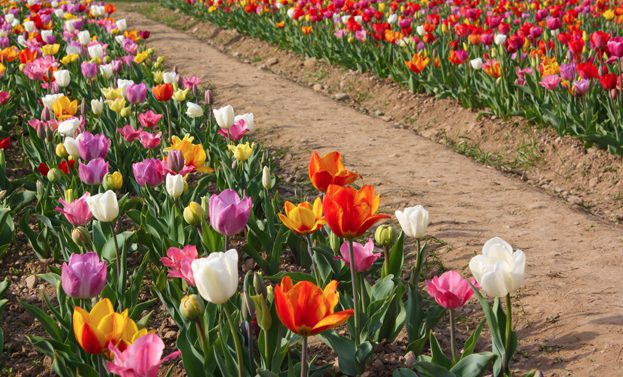 ap-tulipani